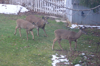 three deer head for the garden