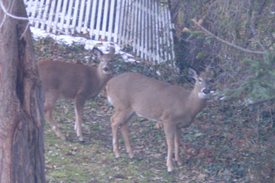 two deer watch us watching them