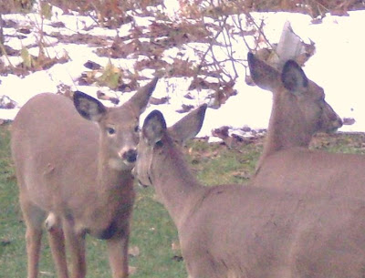 three deer elude hunters and campers by hiding in Jim's backyard