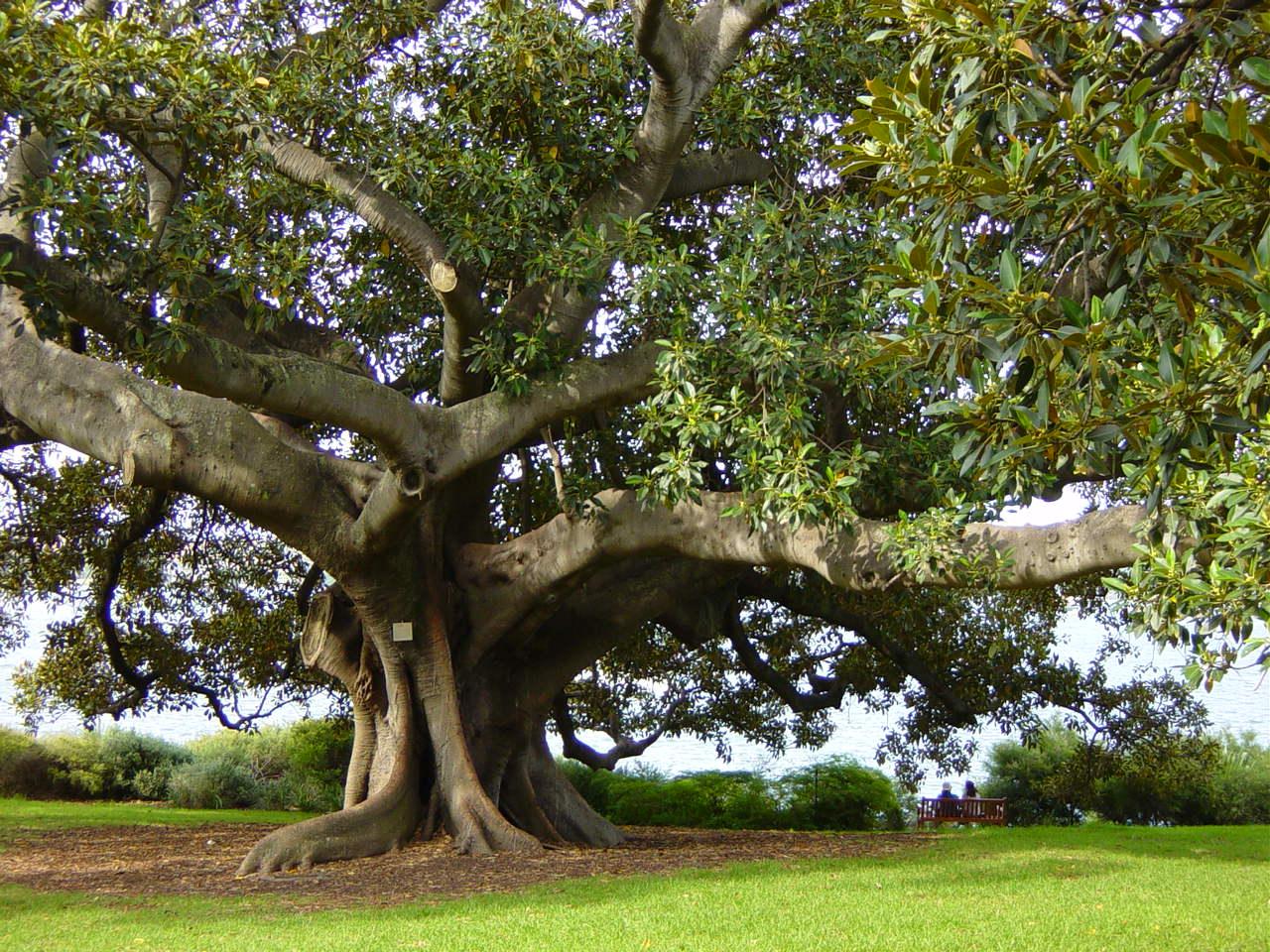 Queen trees