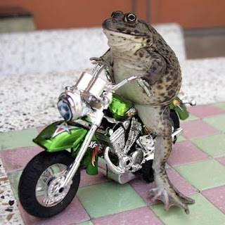 motorcycle-riding frog