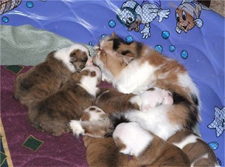 cat and puppies