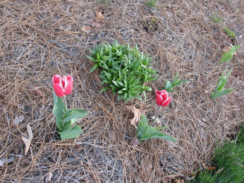 [rembrandt+tulips.jpg]