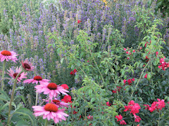 Herb Garden 2009