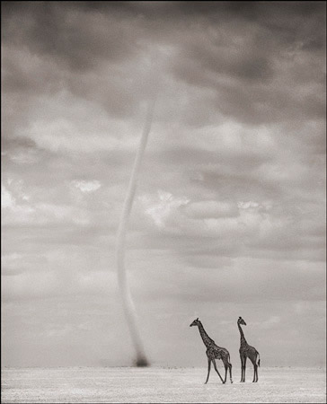 [Nick+Brandt,+Giraffes+and+Dust+Devil,+Amboseli,+2007.jpg]