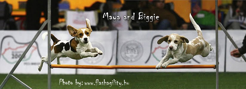 My beagles' agility life