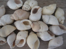 schelpen gevonden op het strand van Normandie