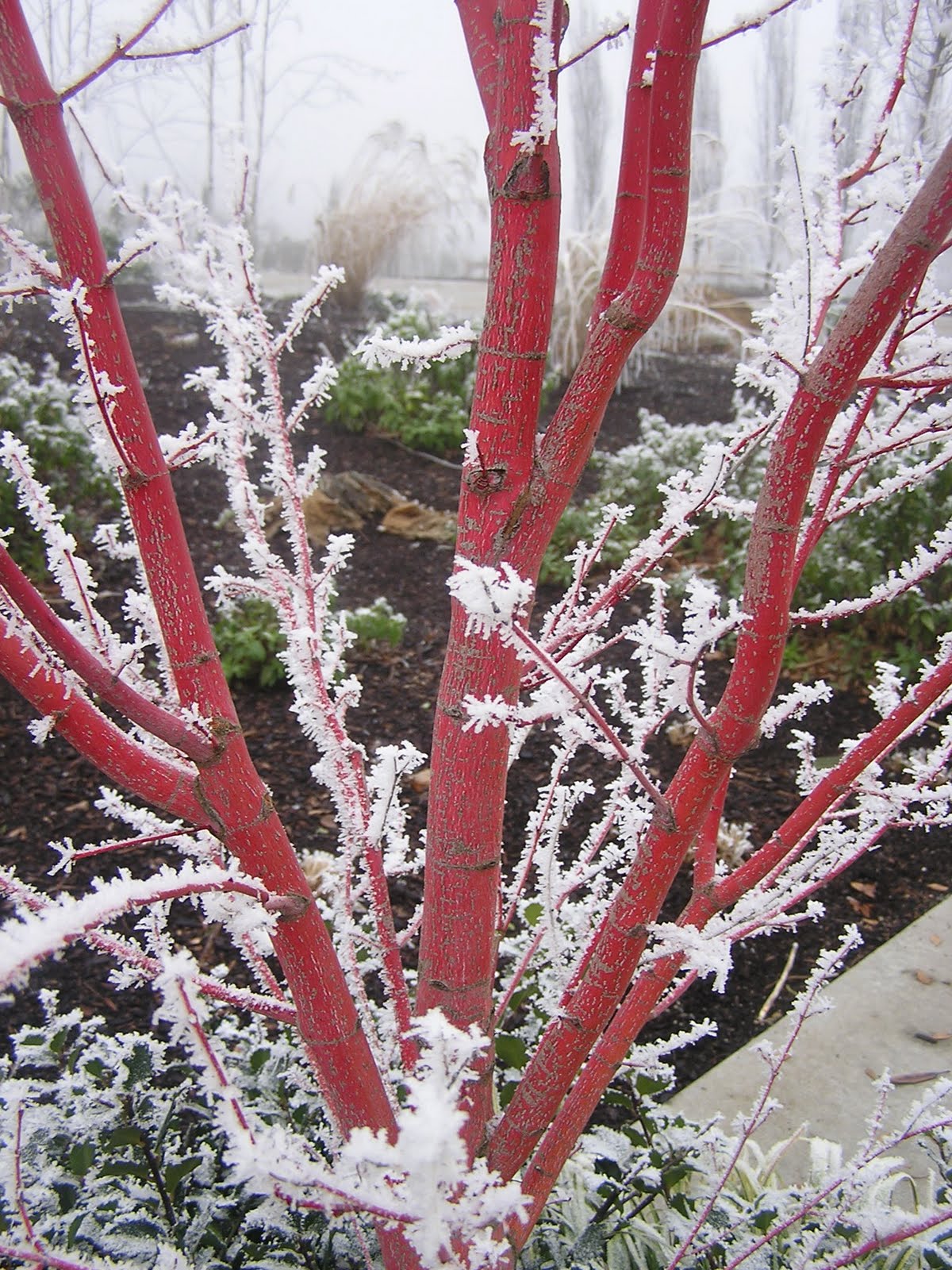 Moonstone Gardens Appreciating Winter