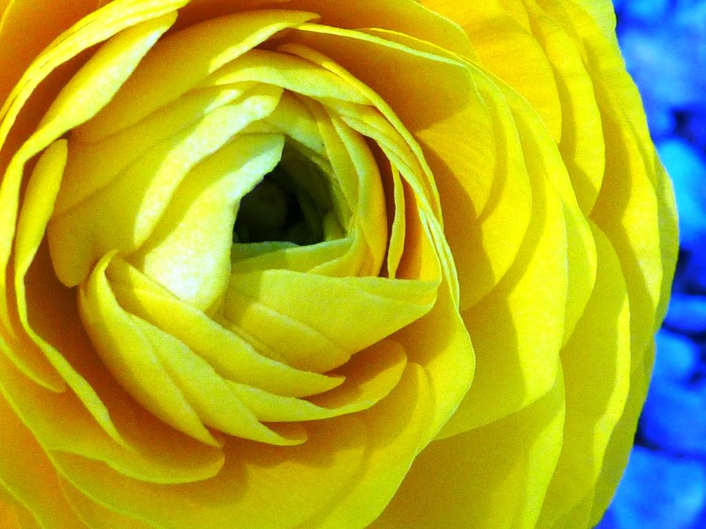 [yellow_flower.jpg]