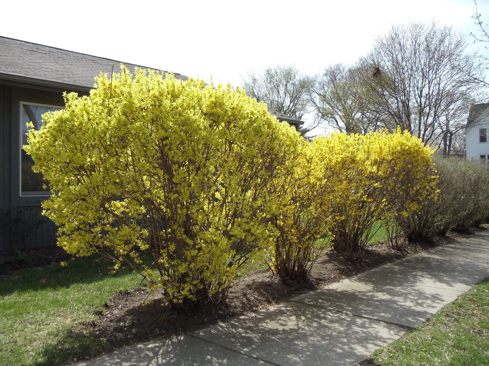 дорога где упала форзиция 38 глава