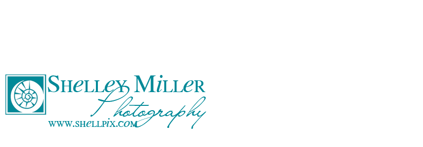 Shelley Miller Photography