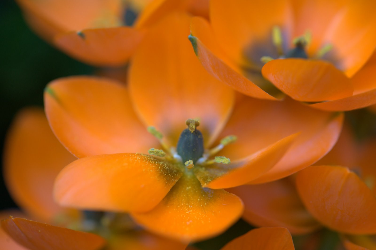 [6225+orange.jpeg]