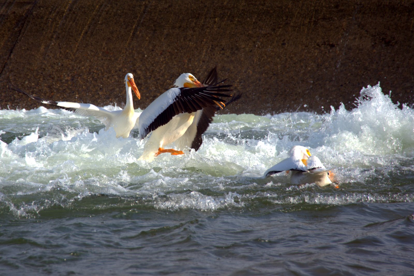 [7349+kung+fu+pelican.jpeg]