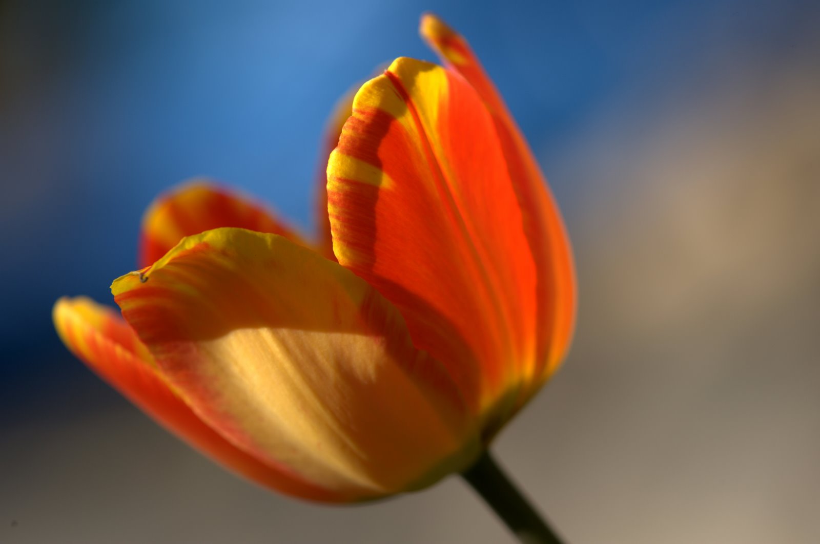 [7858+first+tulip.jpeg]