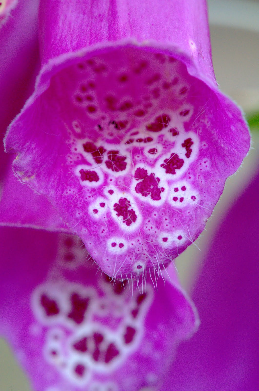 [1714+digitalis.jpeg]
