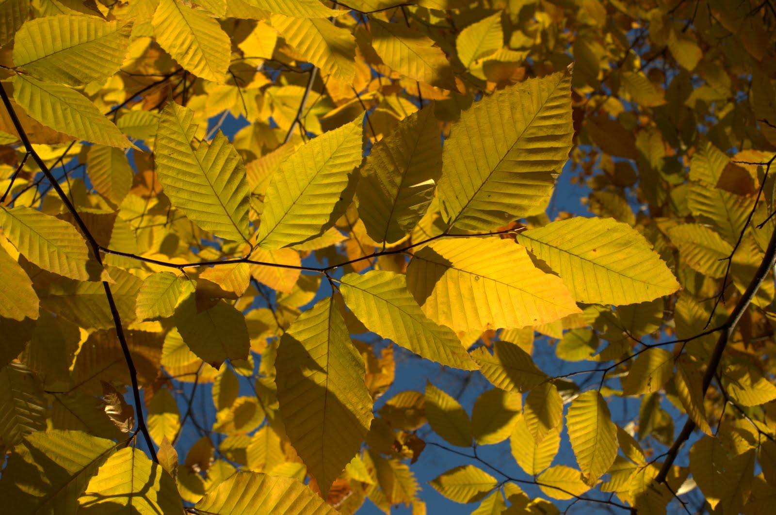 [1819+gatineau+leaf+abstract.jpeg]