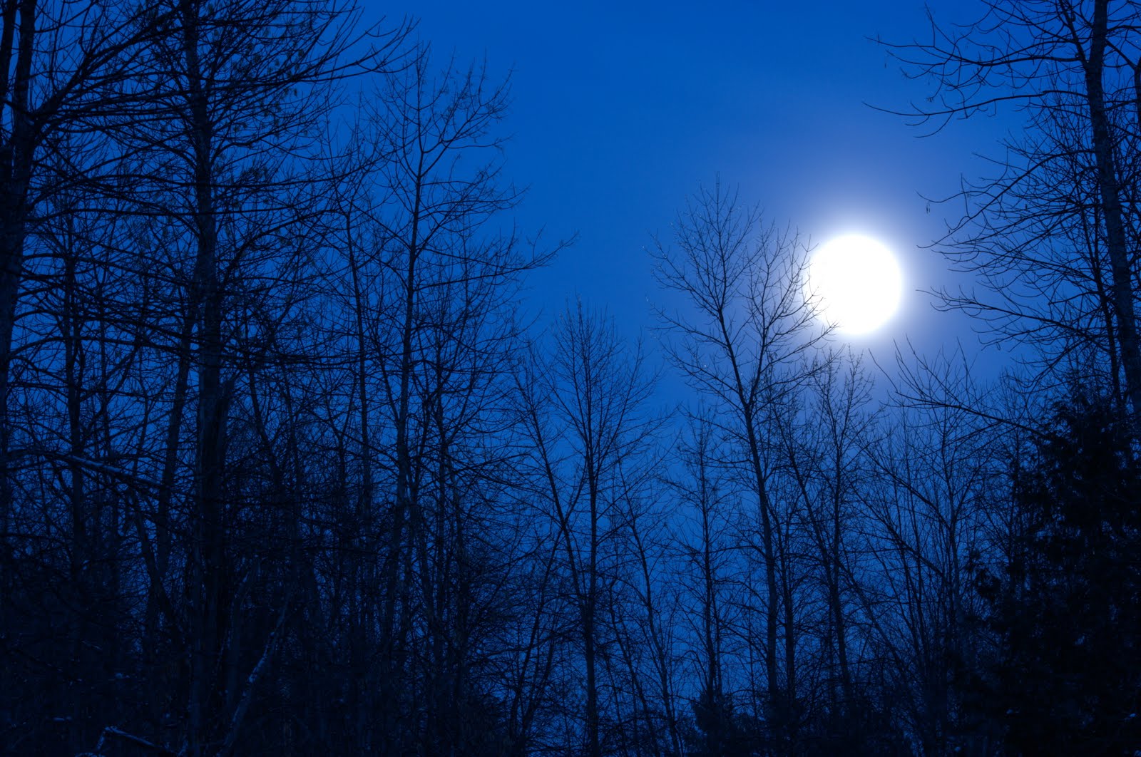 [3525+blue+moon.jpeg]