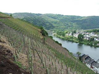 The Mosel region of Germany : it's all kinds of steep, and there's terroir all over the place!!!