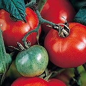 [Genovese+Tomato.jpg]