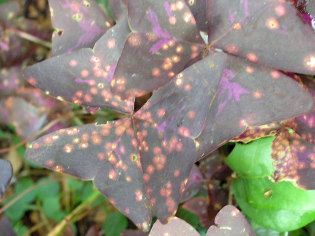 The Lazy Shady Gardener: Purple Oxalis Acne?