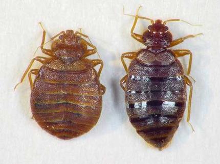 Bed Bug Epidemic - EWW.