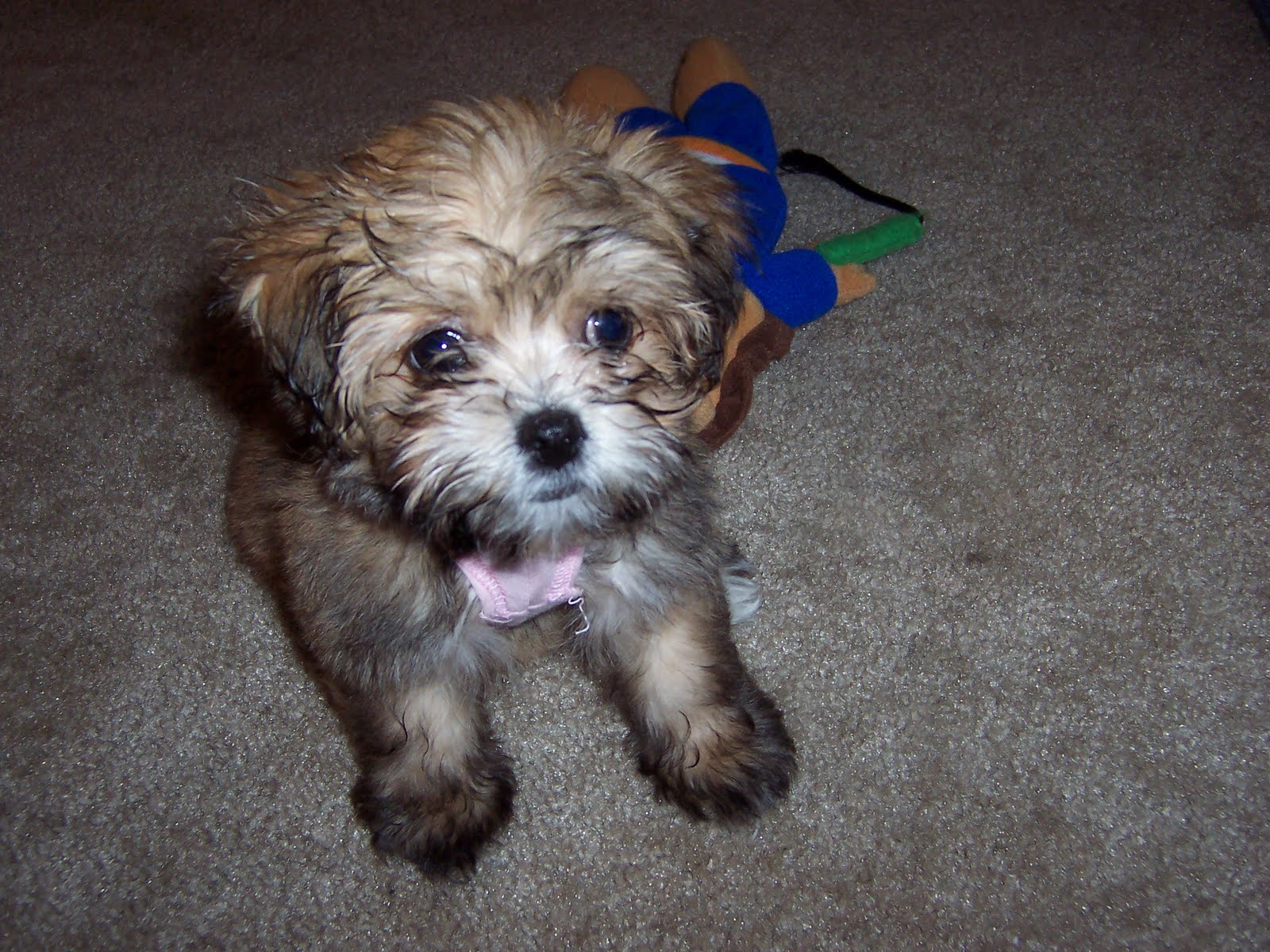 Bulldog Shih Tzu Mix Dog Training Home Dog Types