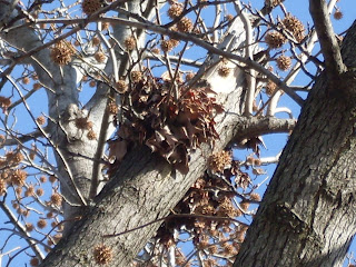 urban-science-adventures-urban-wildlife-watch-squirrels-and-dreys