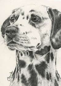 FUR IN THE PAINT: Dalmatian Dog in graphite