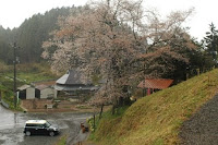 村の鎮守の大桜