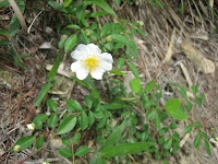 登山路の岩場には白い野バラが時おり咲いていた