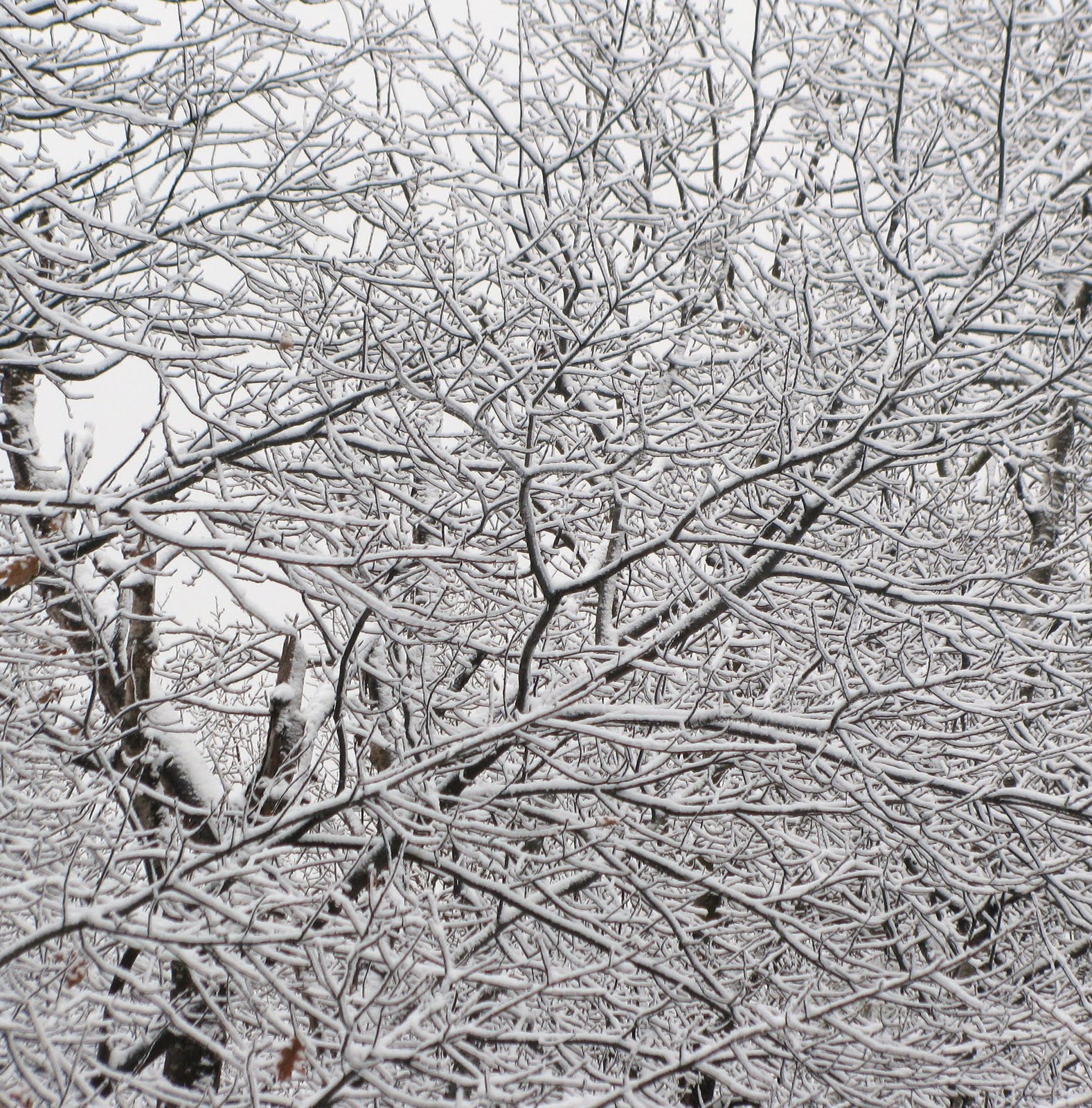[tree+snow.JPG]