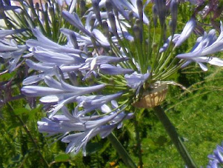 Agapanthus, photo by Rosemary West © 2009