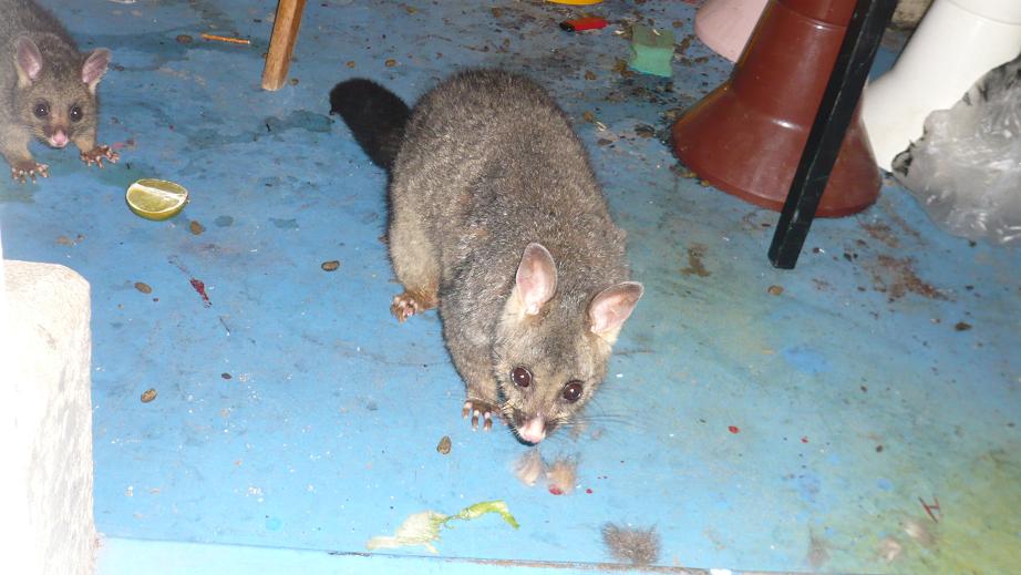 [possum+3.JPG]