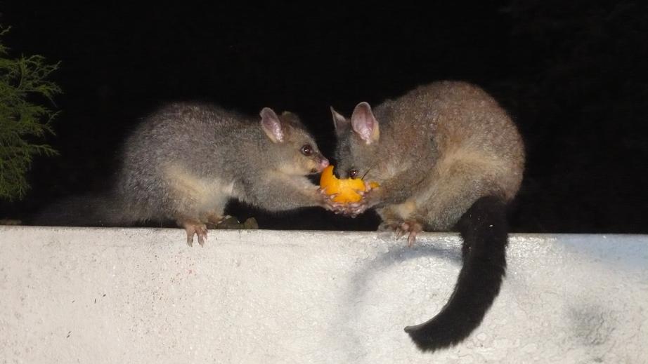 [possum+4.JPG]