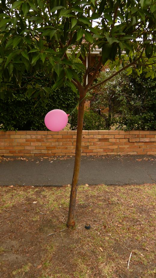 [tree+balloon.JPG]