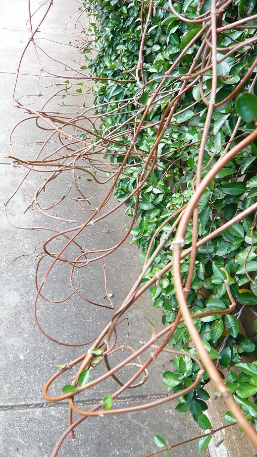 [various+vines.JPG]