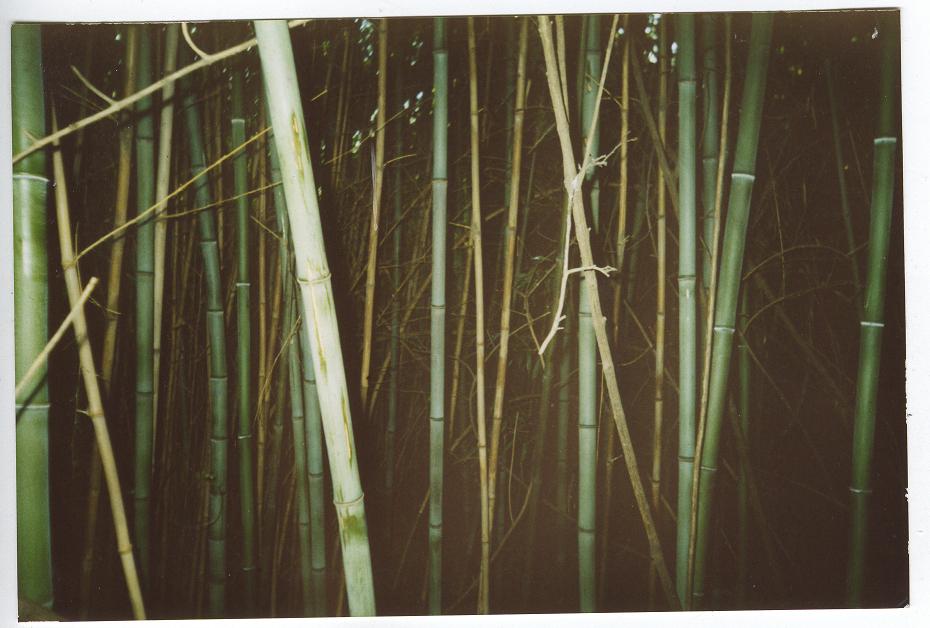 [bamboo+sm.JPG]