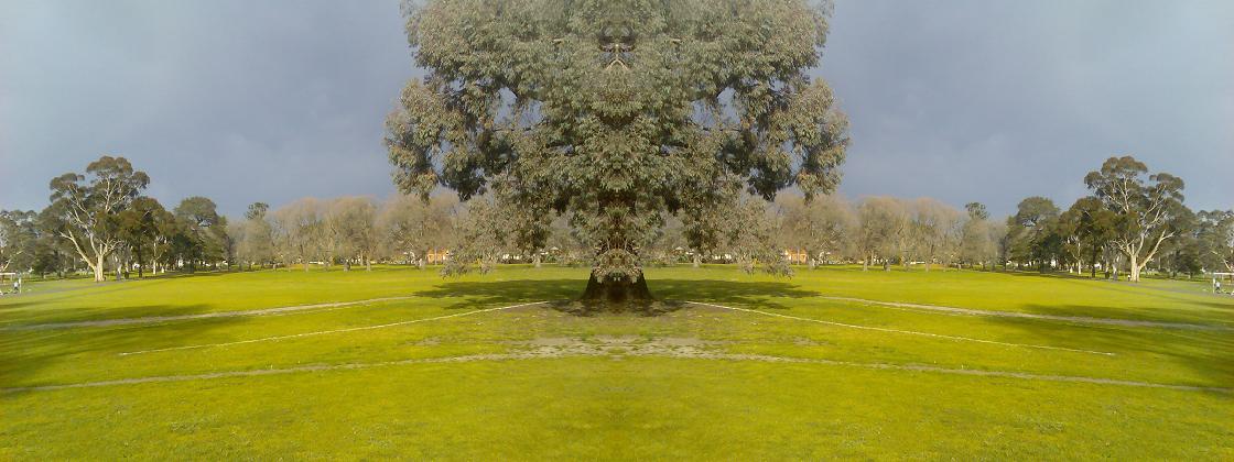 [symme-tree+B.JPG]