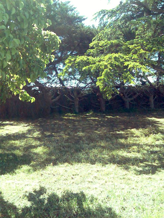 [greenery+(Large).jpg]