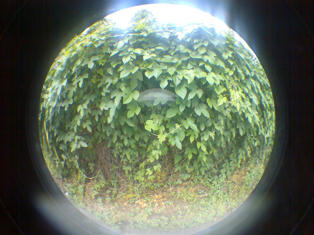 [fish+eyes+(14)+(Large).jpg]