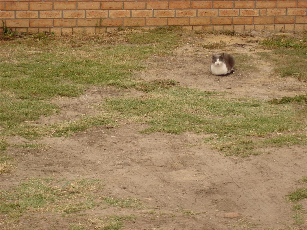 [meeow.jpg]