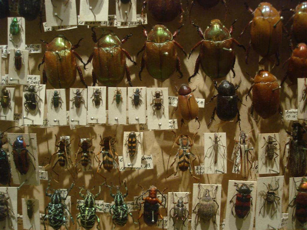[bugz+(2).jpg]