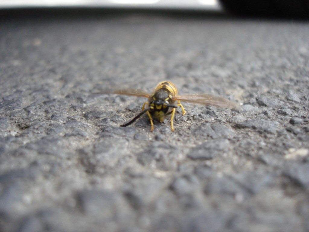 [macro+bee+(3).JPG]