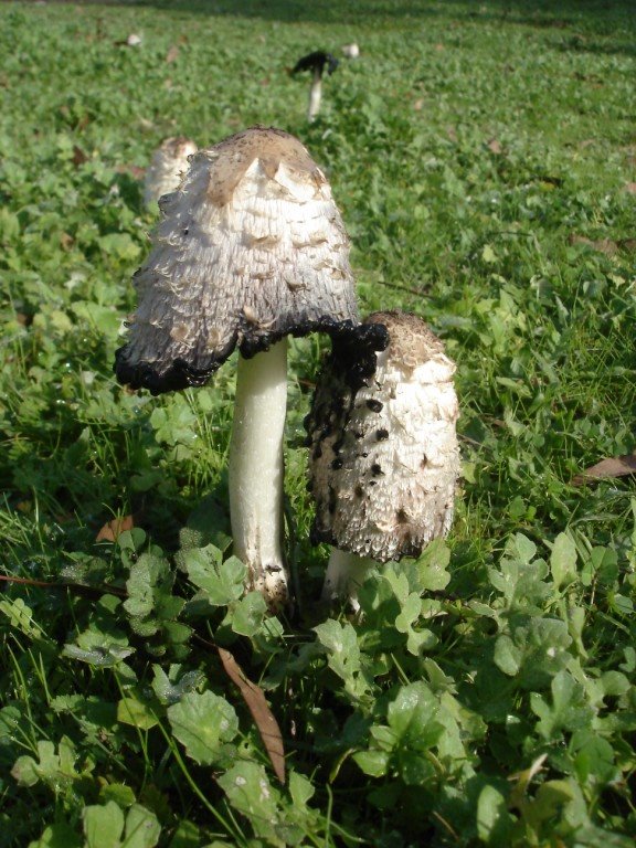 [shroomz.JPG]