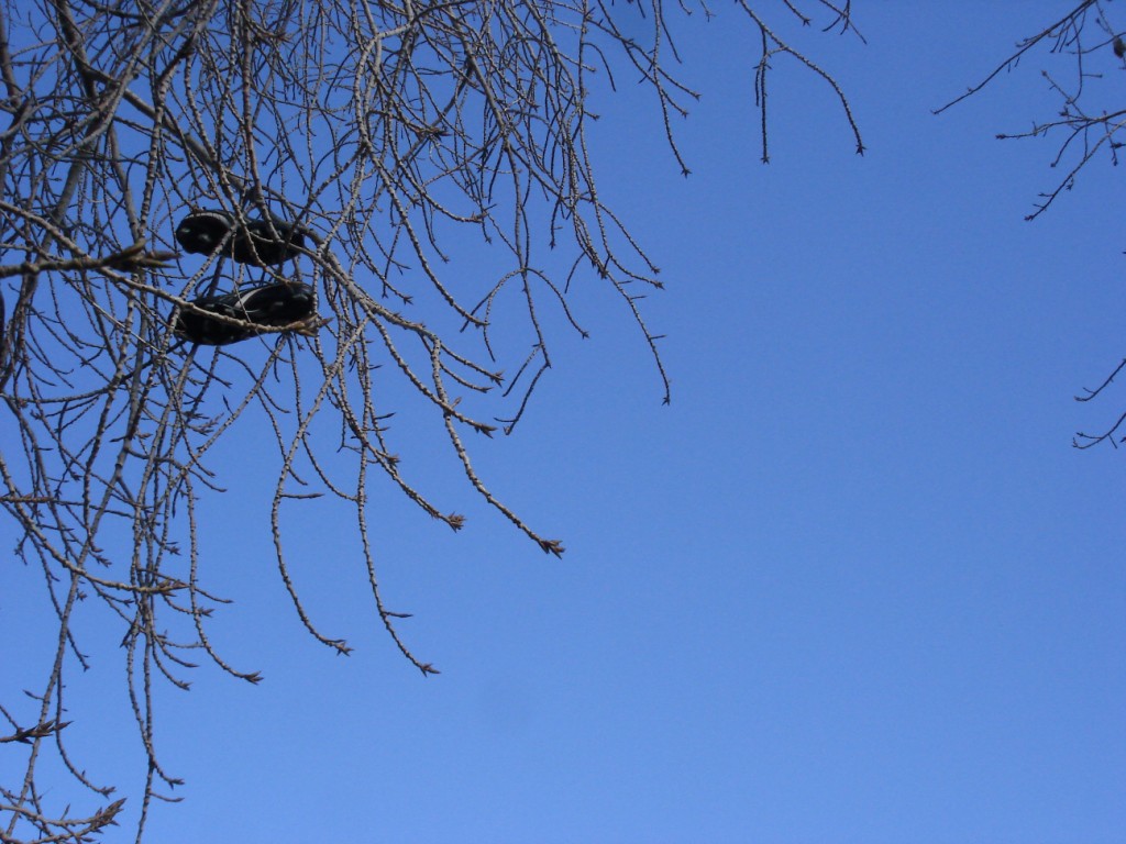 [shoe+tree+(3).JPG]
