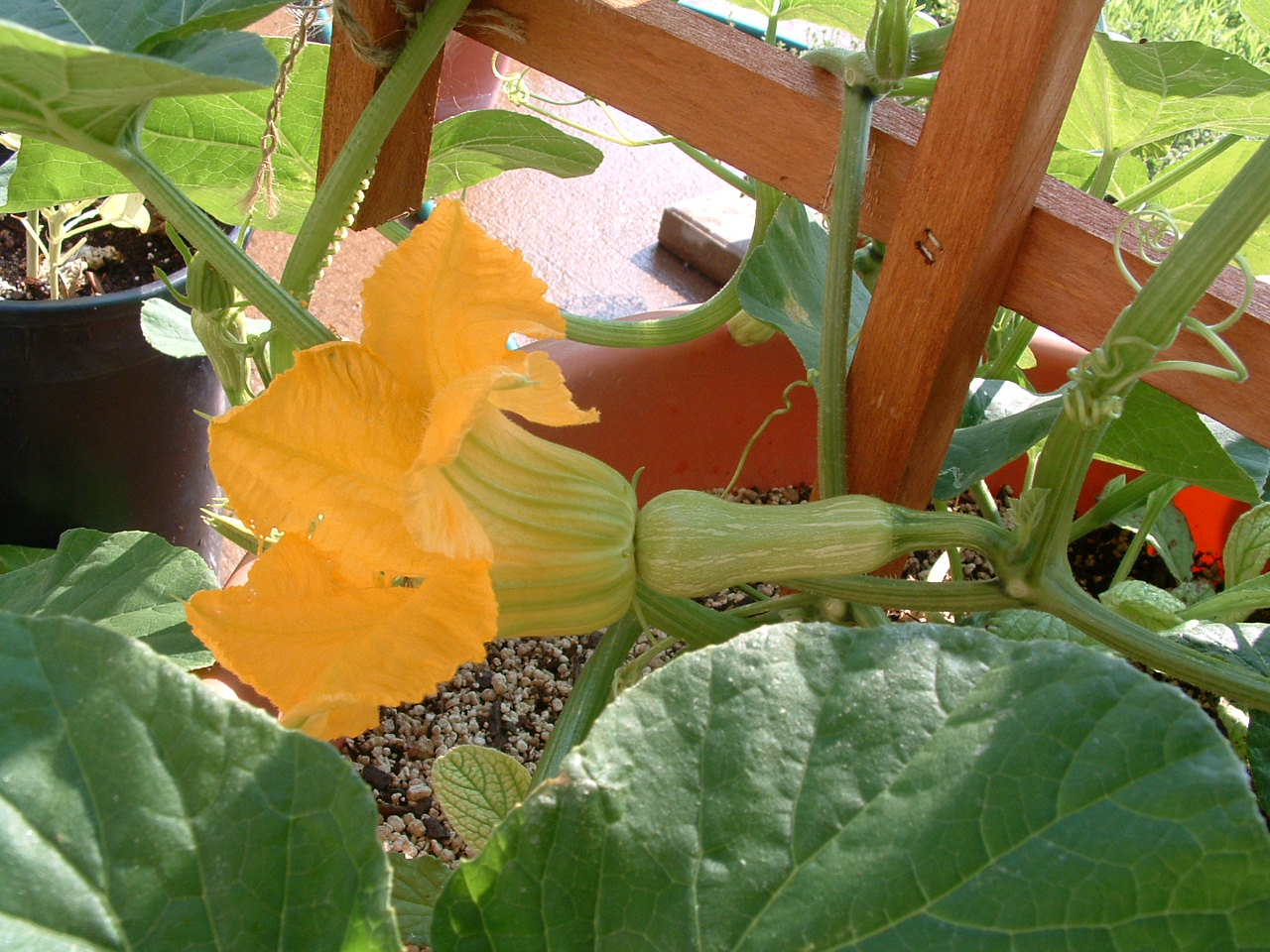 [butternut+squash+1.jpg]
