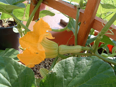 butternut-squash.jpg