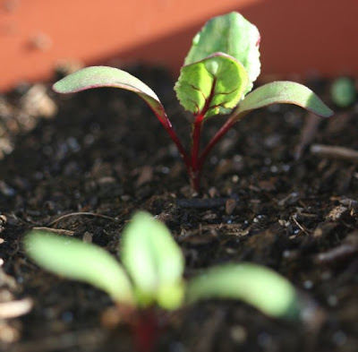 How to grow beetroot from seed