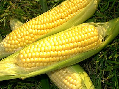 sweet corn cobs with husk partially removed to expose the kernels