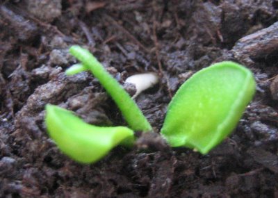 [lemon+seedling]